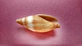 Sea Ã¢â¬â¹Ã¢â¬â¹animal shell, seashell spira